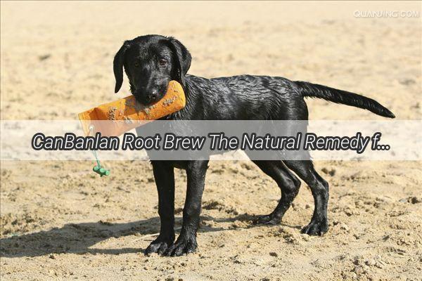 CanBanlan Root Brew The Natural Remedy for Your Dogs Dry Heaving Woes